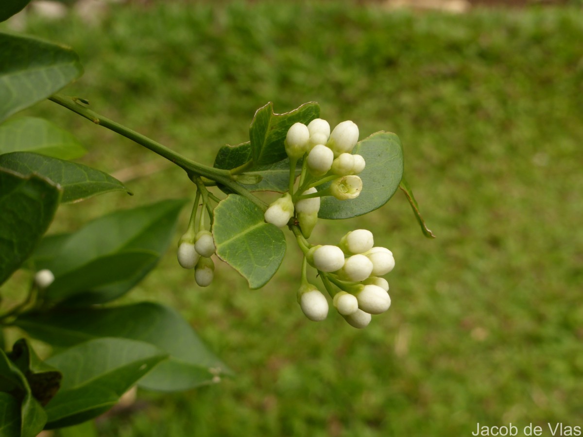 Atalantia ceylanica (Arn.) Oliv.